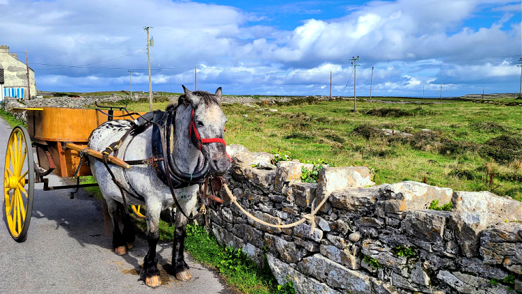 As a solo traveler on a group tour, you don't have to participate in every activity. You can even hang with the horses.