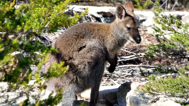 photo, image, kangarooo, solo australia road trip