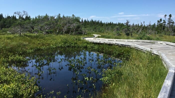 The bog walk.