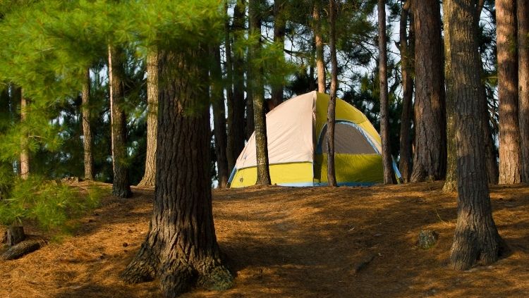 tent in forest