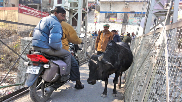 image, rishikesh, india