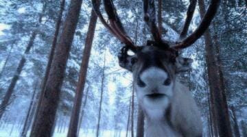 photo, image, reindeer, finland