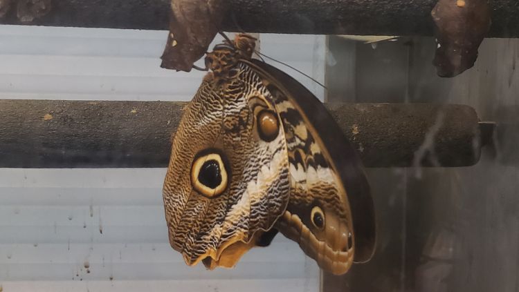 Natural science geeks will love the butterfly room at Science North