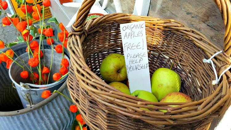 photo, image, apples, hay-on-wye