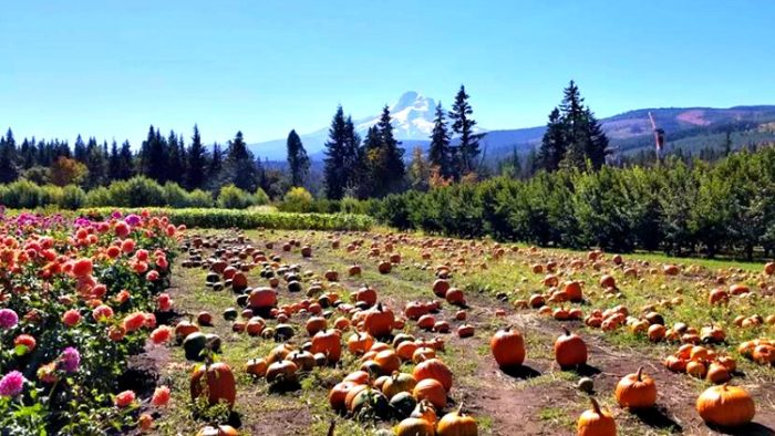 pumpkins, hood river, oregon, united states photos