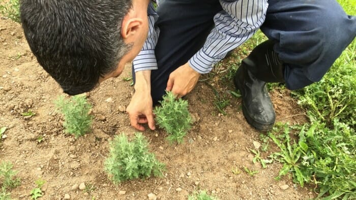 Sébastien grows many of the plants required for his spirits.