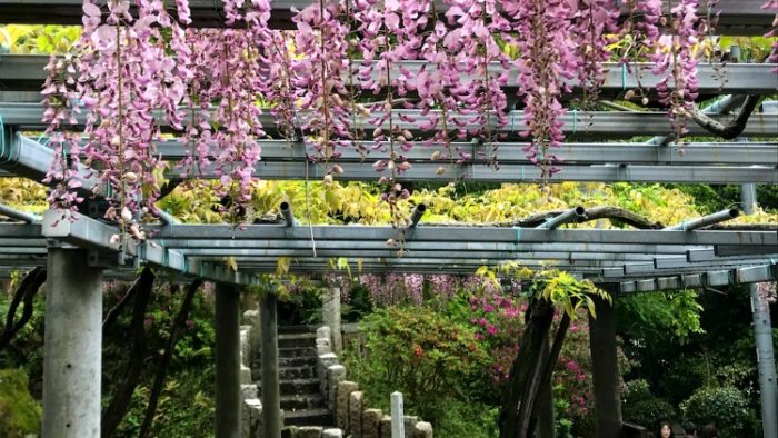 achi shrine, wisteria, kurashiki