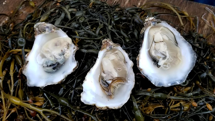 these oysters were the culprit when I got sick traveling solo