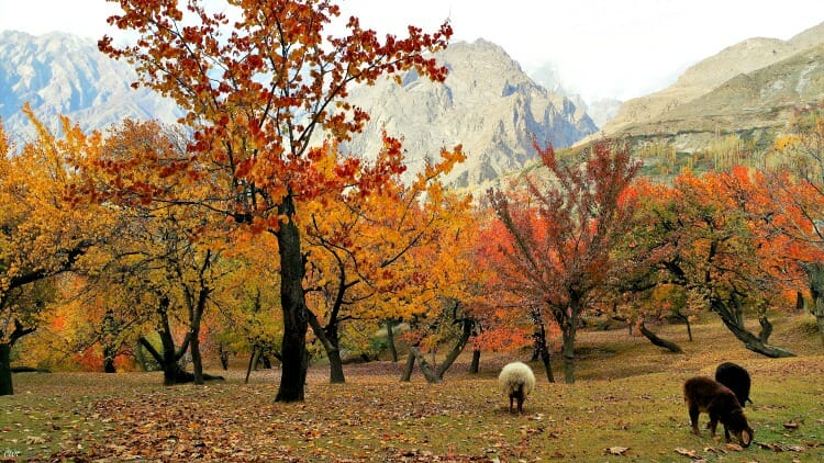 photo, image, trees, hunza