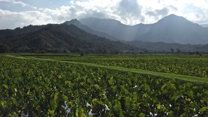 A taro crop with the mountains of the Napali Coast in the background.