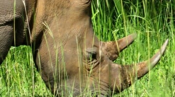 photo, image, rhino, uganda