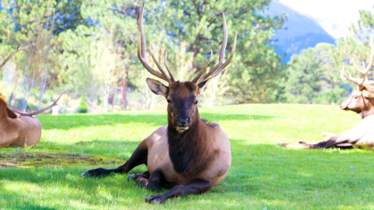 vail, colorado, deer